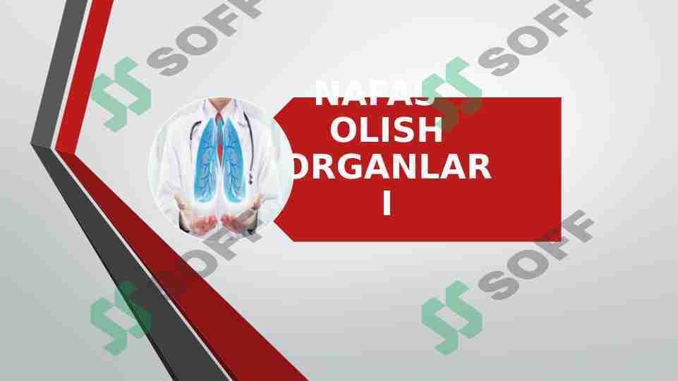 NAFAS OLISH ORGANLARI