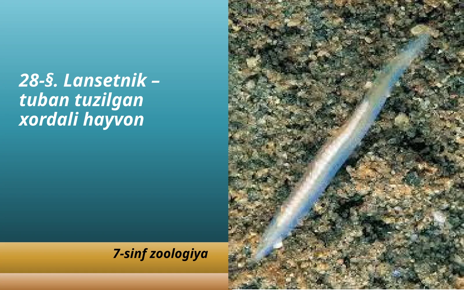 Lansetnik – tuban tuzilgan xordali hayvon