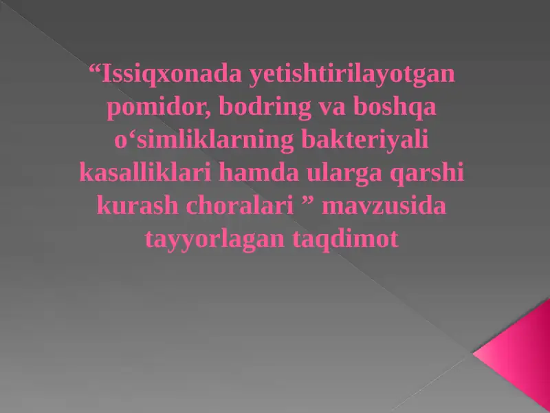 Pomidorni Bakteriyali rak kasalligi